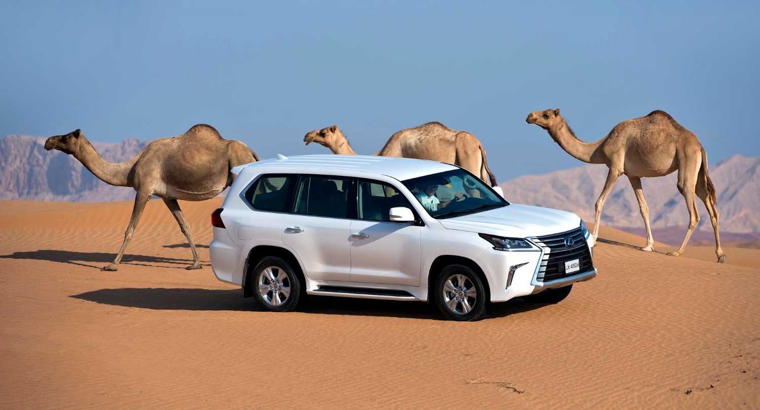 Машина верблюд. Лексус ЛХ 570 В пустыне. Lexus lx570 шейхи по пескам. Lexus LX 570 В пустыне. Пустыня верблюд джип.